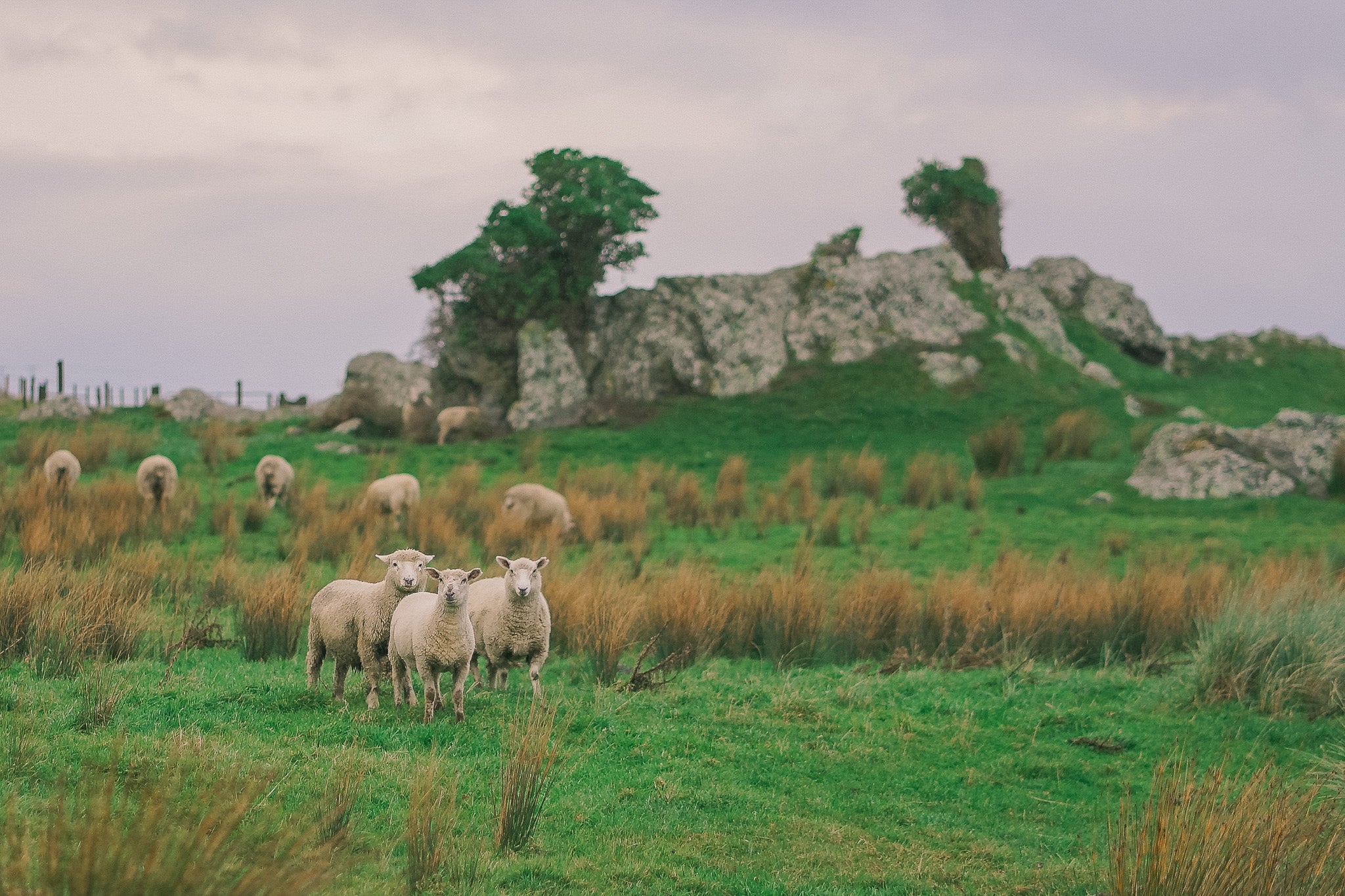 group of merino wool sheep standing on a hill